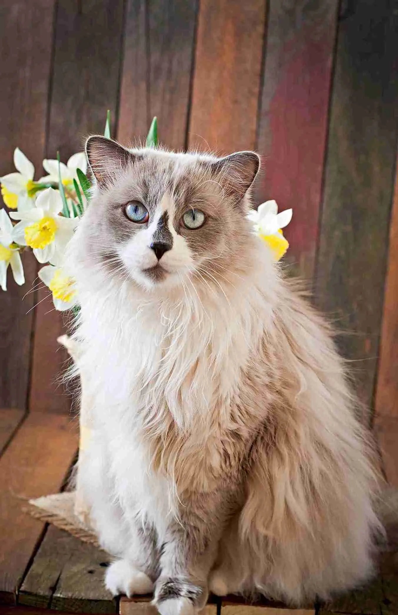 ragdoll-cat-breed