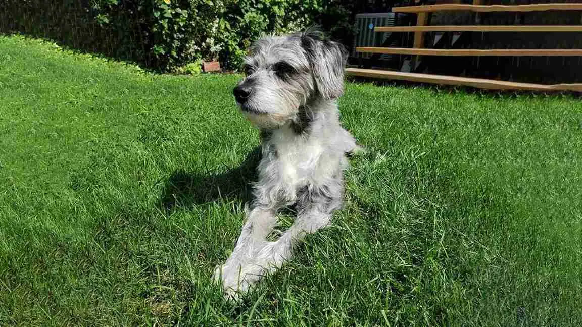 rattle-dog-laying-on-grass