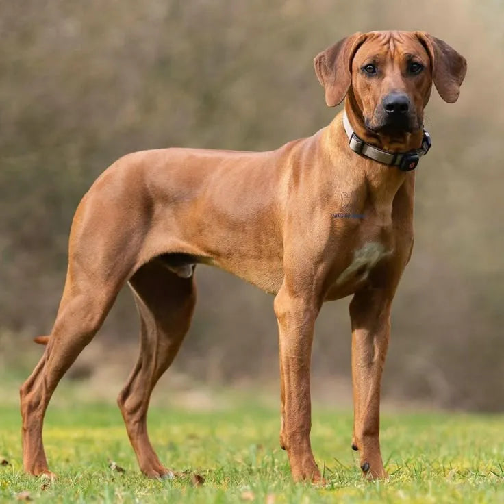 Rhodesian Ridgeback dog standing