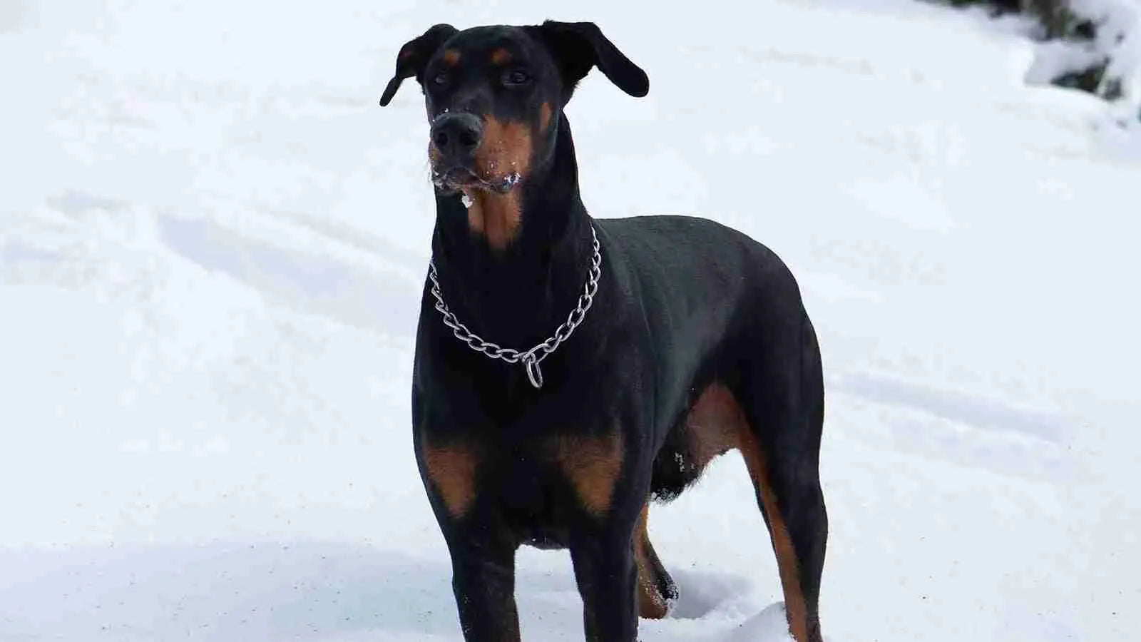 rotterman-dog-standing-on-snow