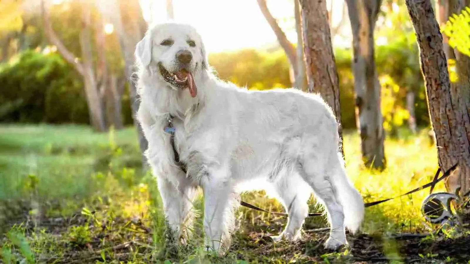 saint-pyrenees-dog-standing-in-forest