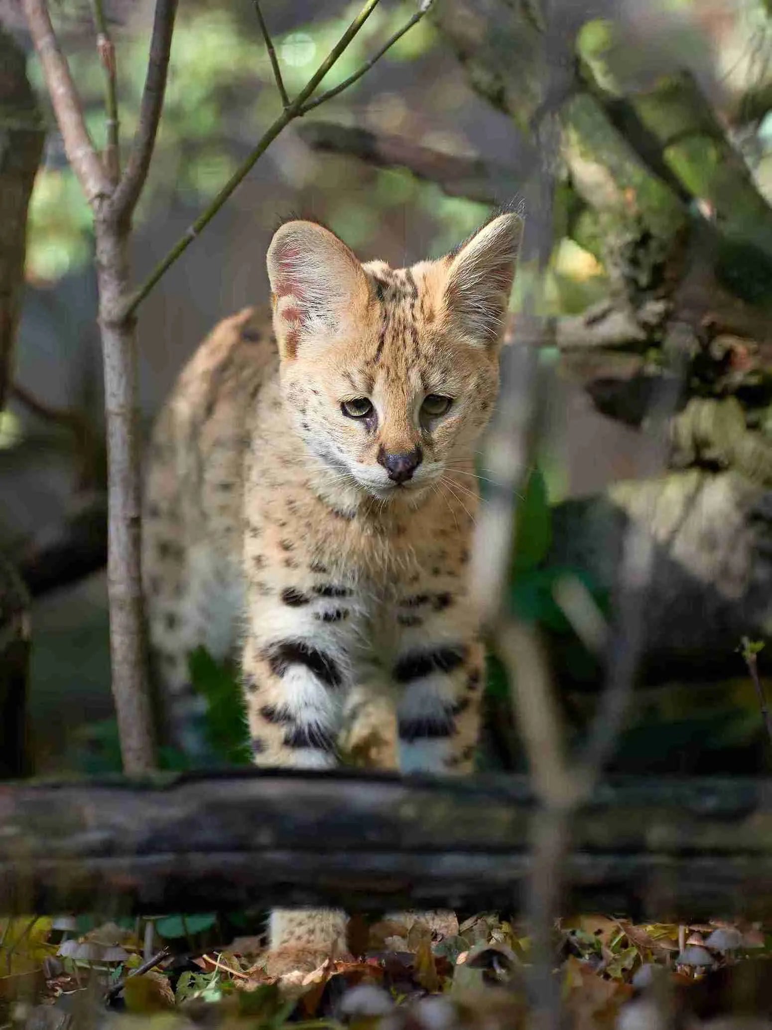 Savannah-Cat-standing-in-forest