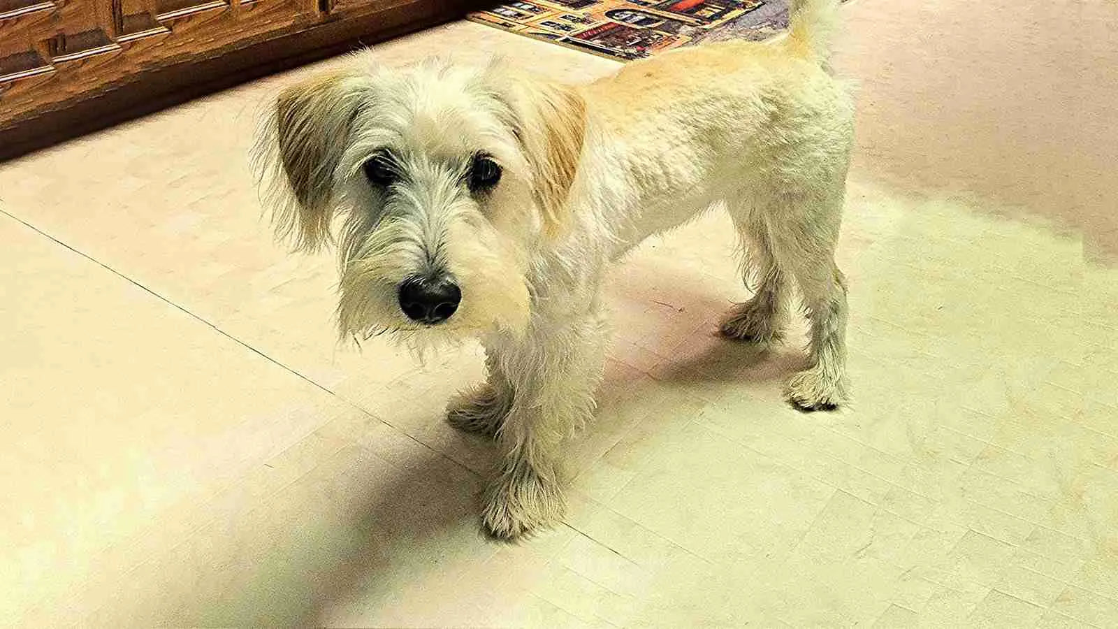 schnocker-standing-on-floor