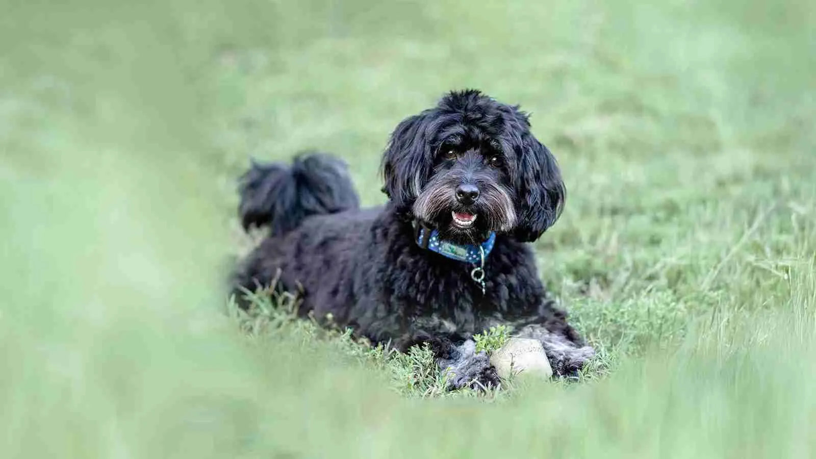 mini-schnoodle​-sitting-on-grass
