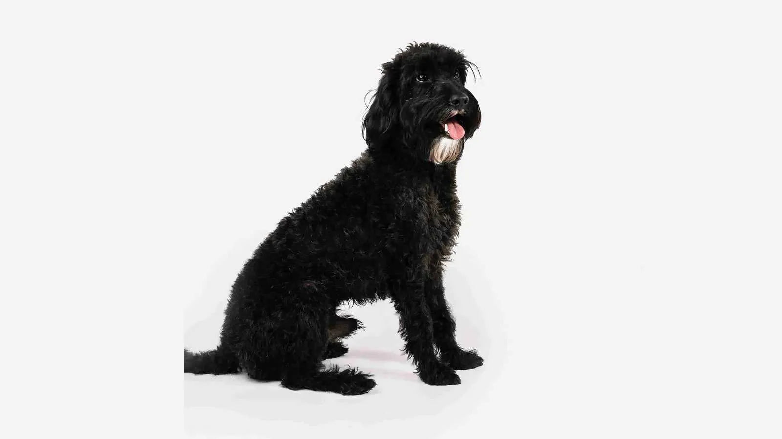 scoodle-dog-standing-on-white-background
