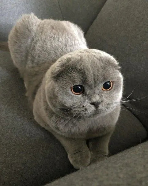 grey-scottish-fold-sitting-on-sofa