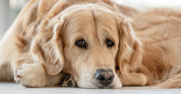 Joint Health in Elderly Dogs: Helping Your Best Friend Stay Active and Pain-Free