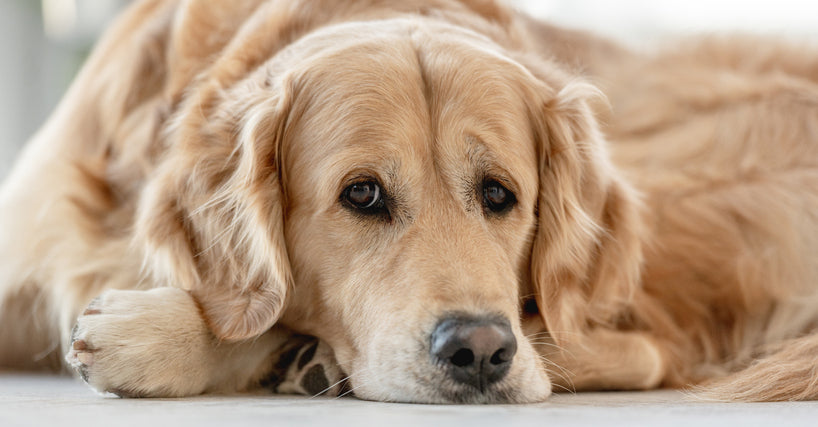 Senior dog on floor