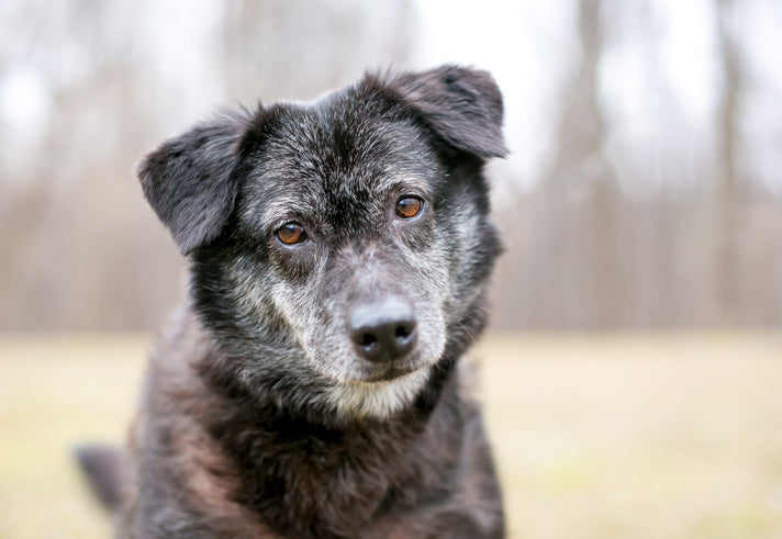 Gentle Enrichment for Senior Dogs: Keeping Older Pups Engaged Without Overdoing It