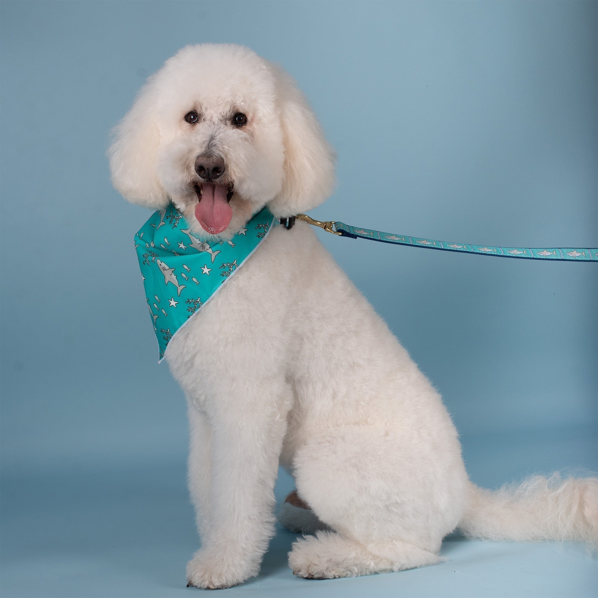 Poodle wearing shark bandana
