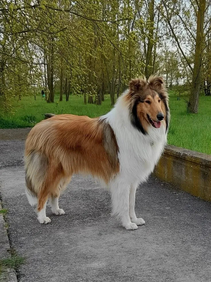 Shetland Sheepdog standing alert in a sunny park – intelligent, active herding breed with long double coat and loyal temperament