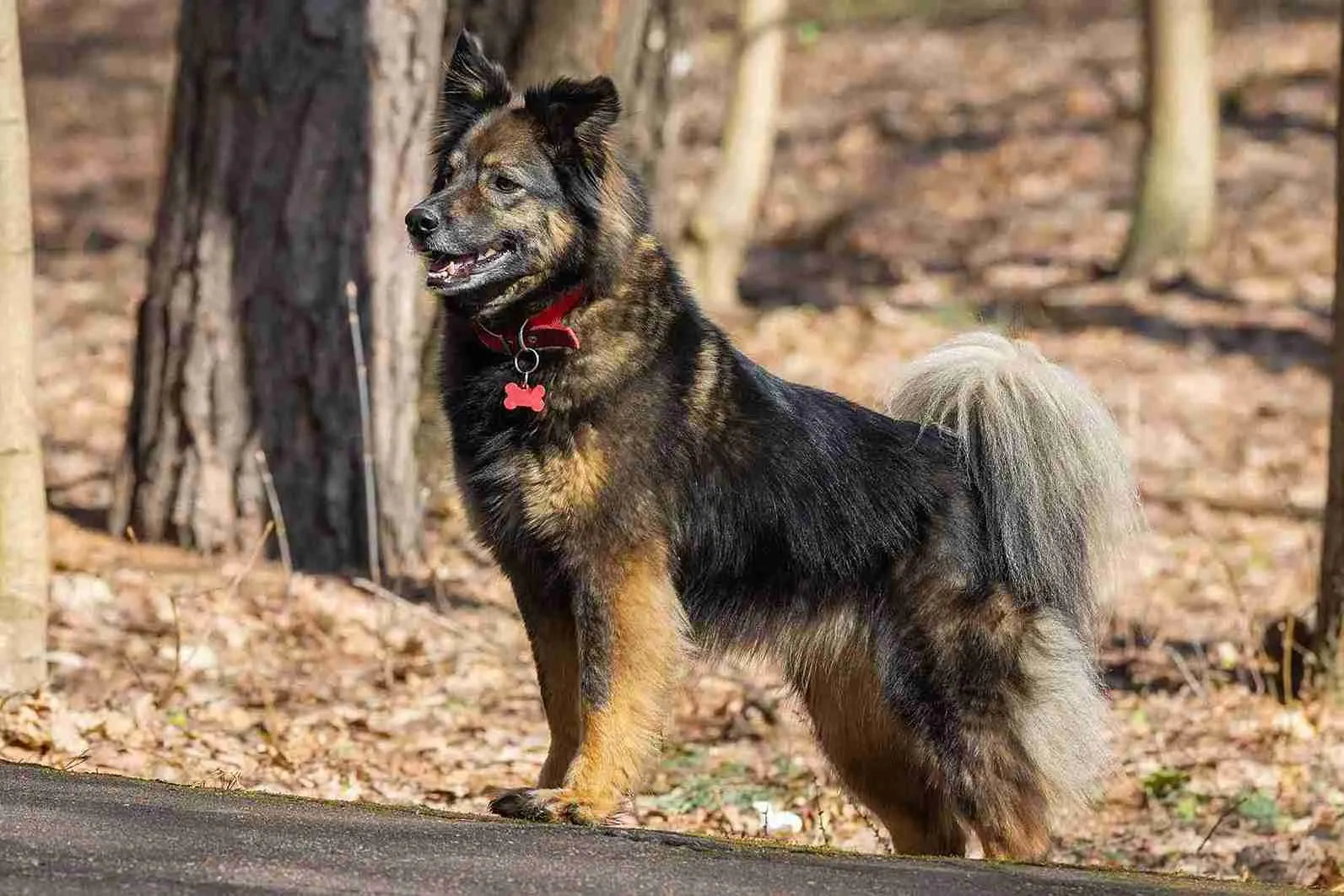 Shepherd-Chow-standing-on-road-alert