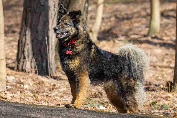Why Buying American-Made Pet Products Matters