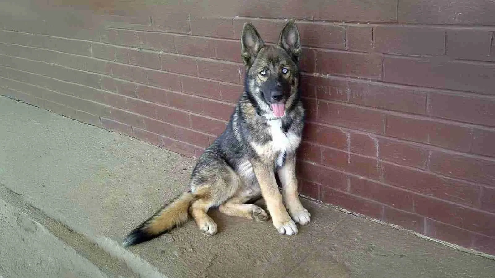 Shepsky
