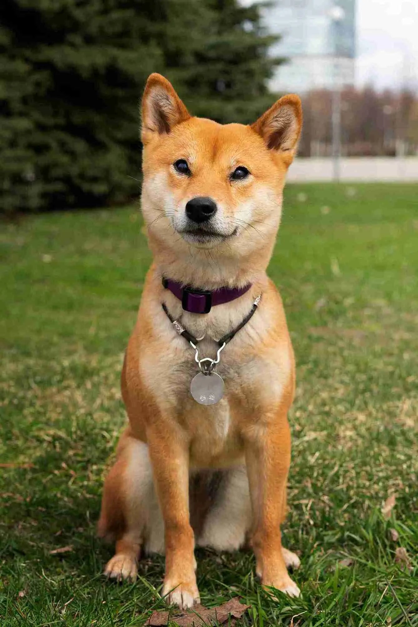 front-view-cute-shiba-inu-dog