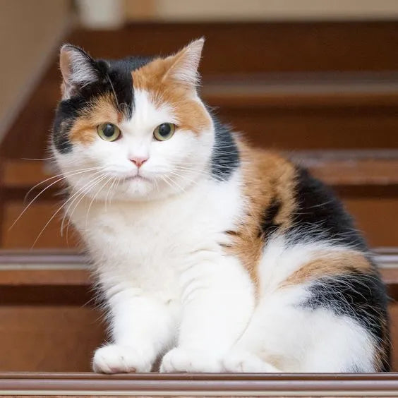 Short-tailed-cat-breed-sitting-on-stairs