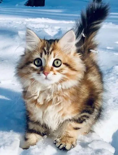 Siberian-Cat-standing-on-snow
