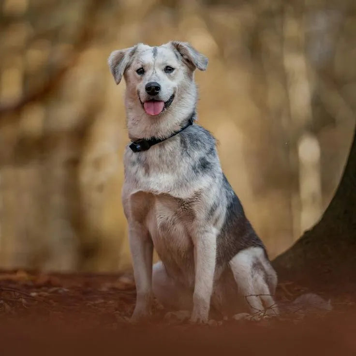Husky-Labrador-mix-sitting-in-forest-alert