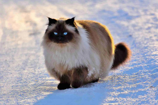 Snowshoe Cat