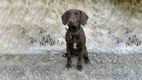 Springador