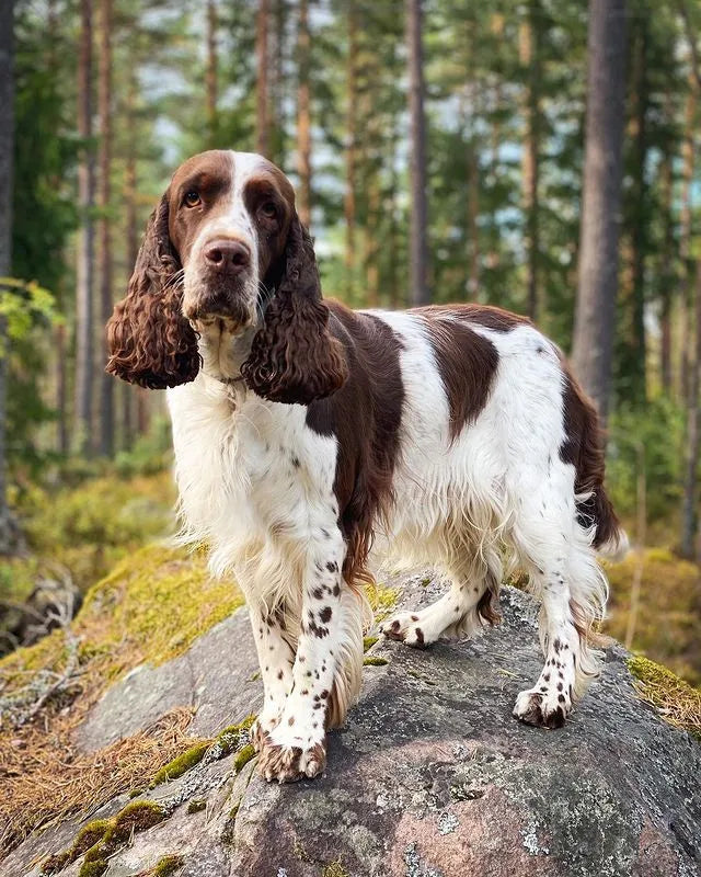 The English Springer Spaniel Companion Guide