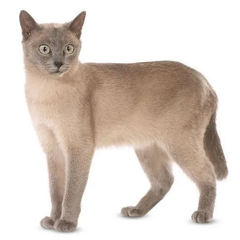 Tonkinese-Cat-standing-on-white-background