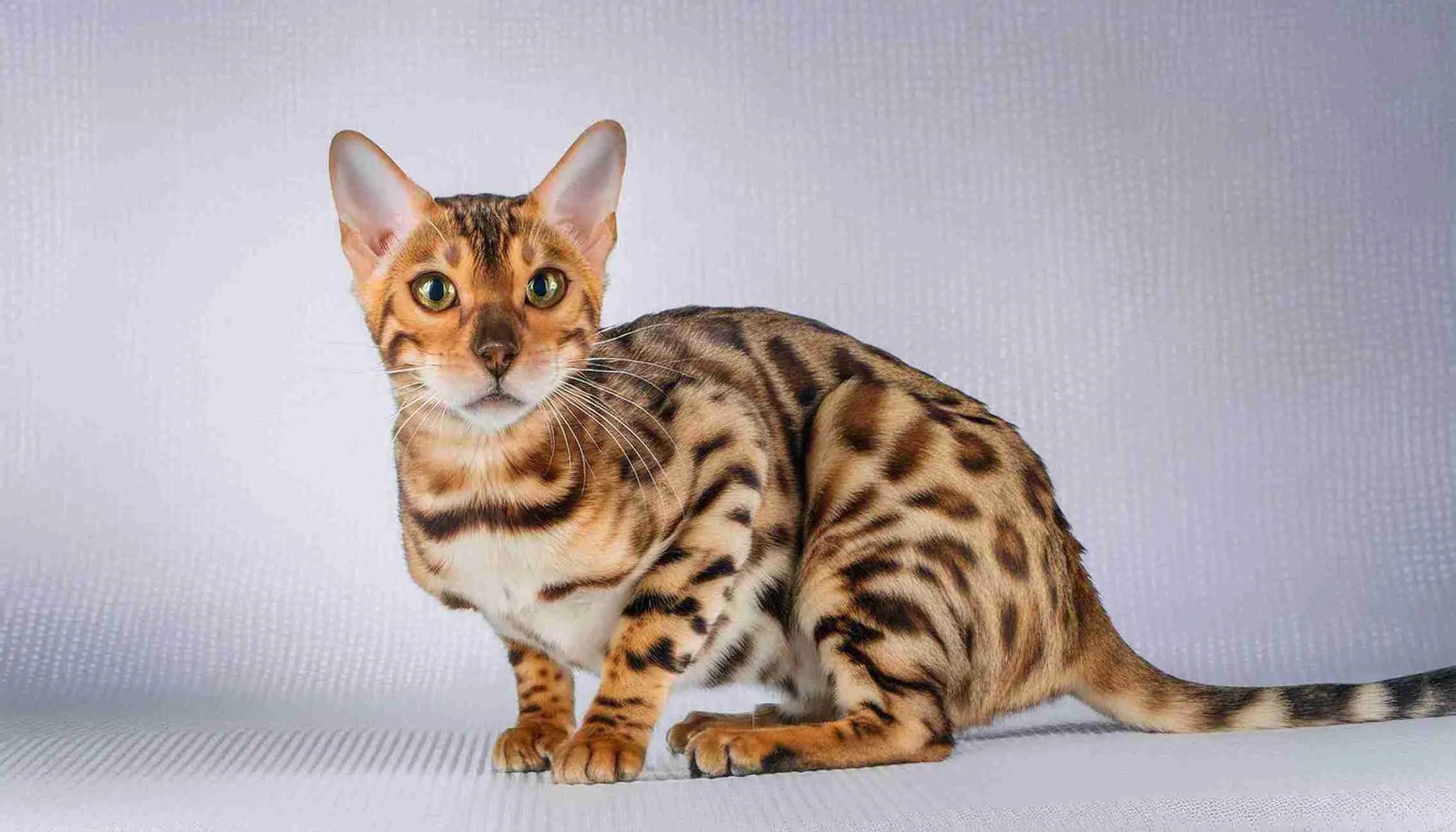 Toyger Cat