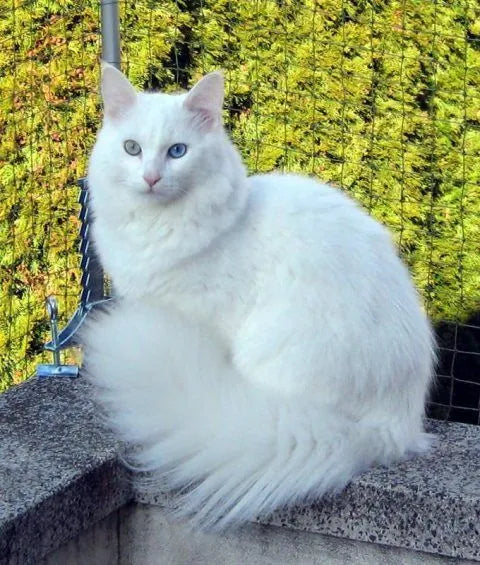 Turkish Angora Cat