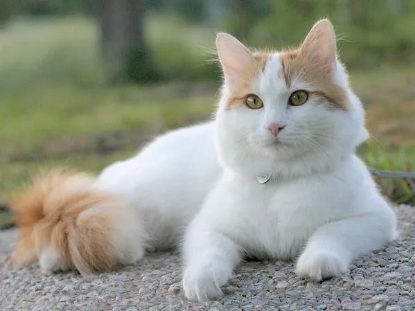 Rare-cat-breed-sitting-gently