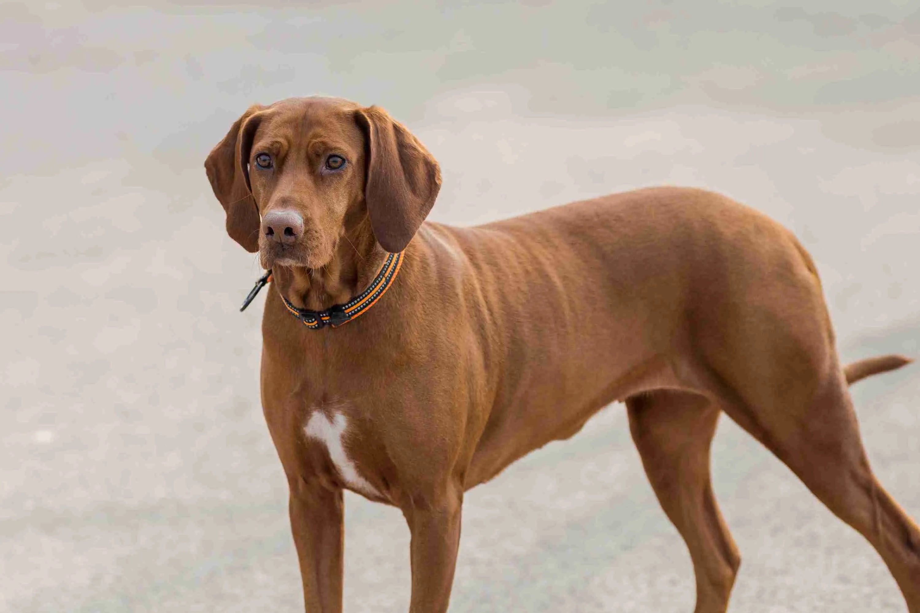 vizsla dog breed​