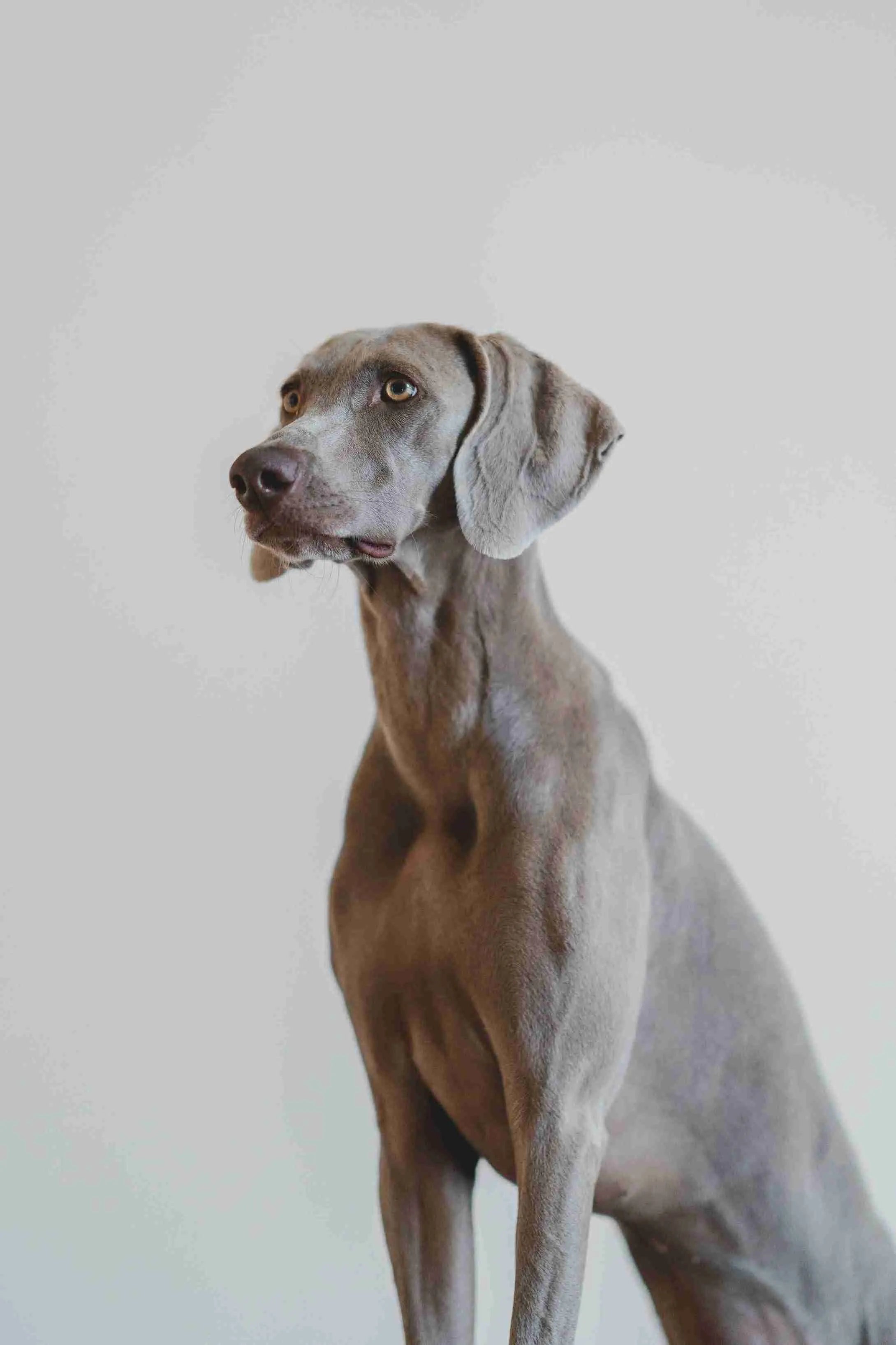 weimaraner-type-dog-gray