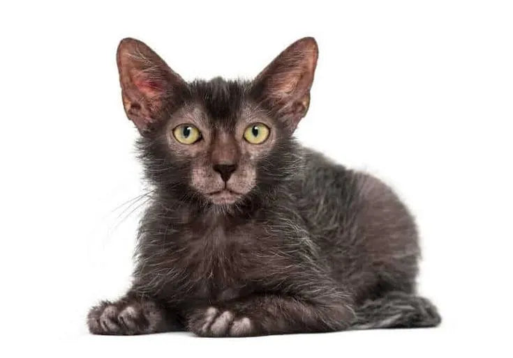 Werewolf-cat-sitting-on-white-background