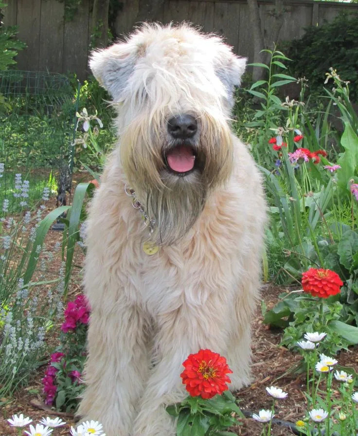 Soft Coated Wheaten Terrier Standing with tongue out