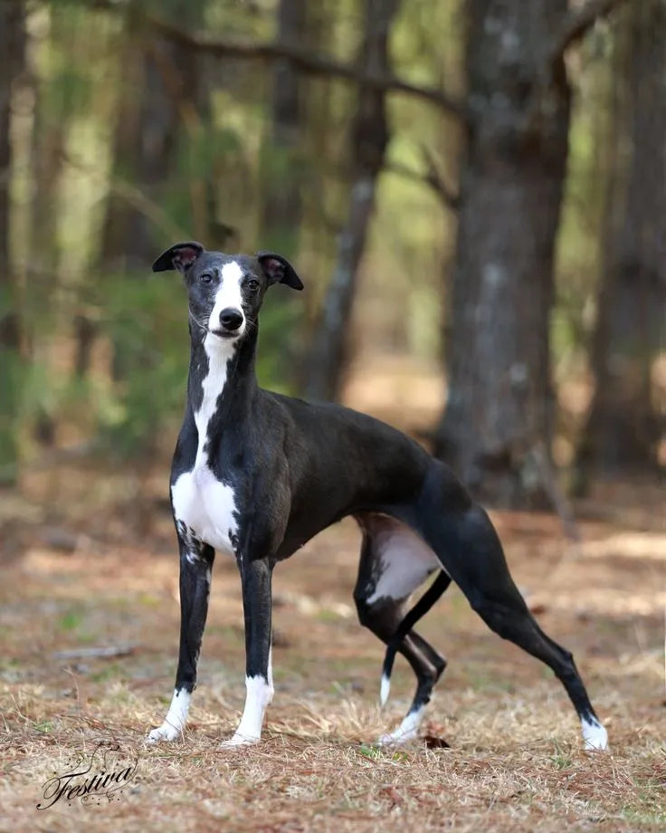Whippet-Dog-standing