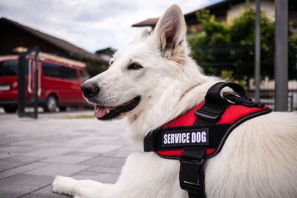 Saluting Service Dogs: The Basics of Canine Etiquette