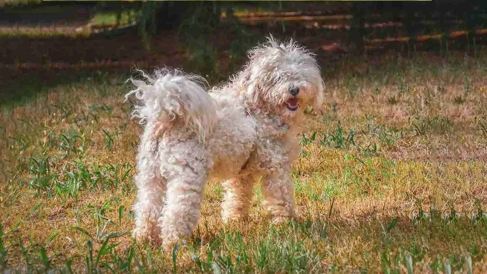 mini-whoodle-standing-on-grass