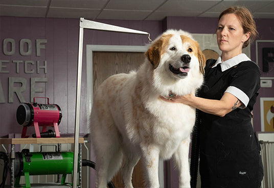 woman blow-drying dog