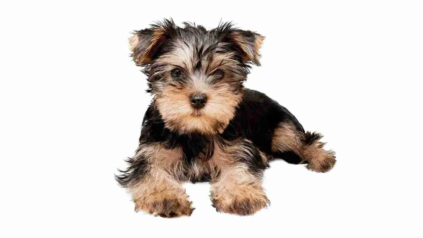 yorkipoo-sitting-on-white-background