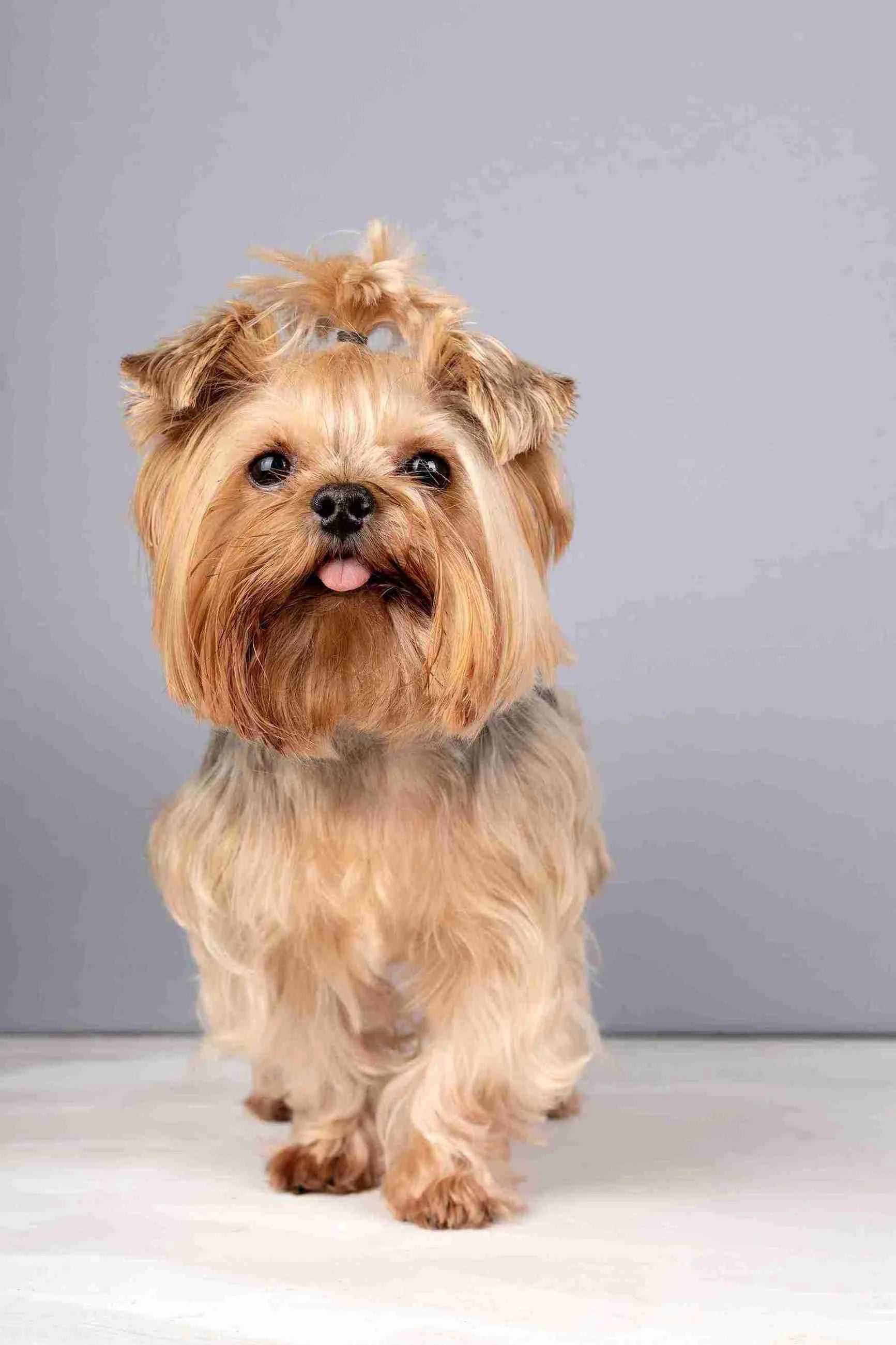 The Yorkshire Terrier Companion Guide
