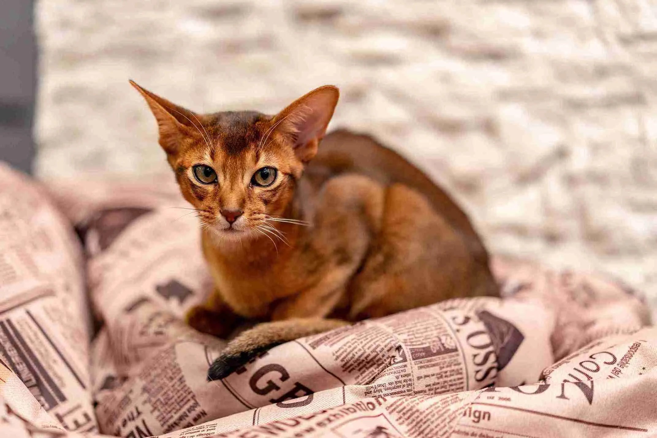 cute-abyssinian-cat-resting-soft-pillow