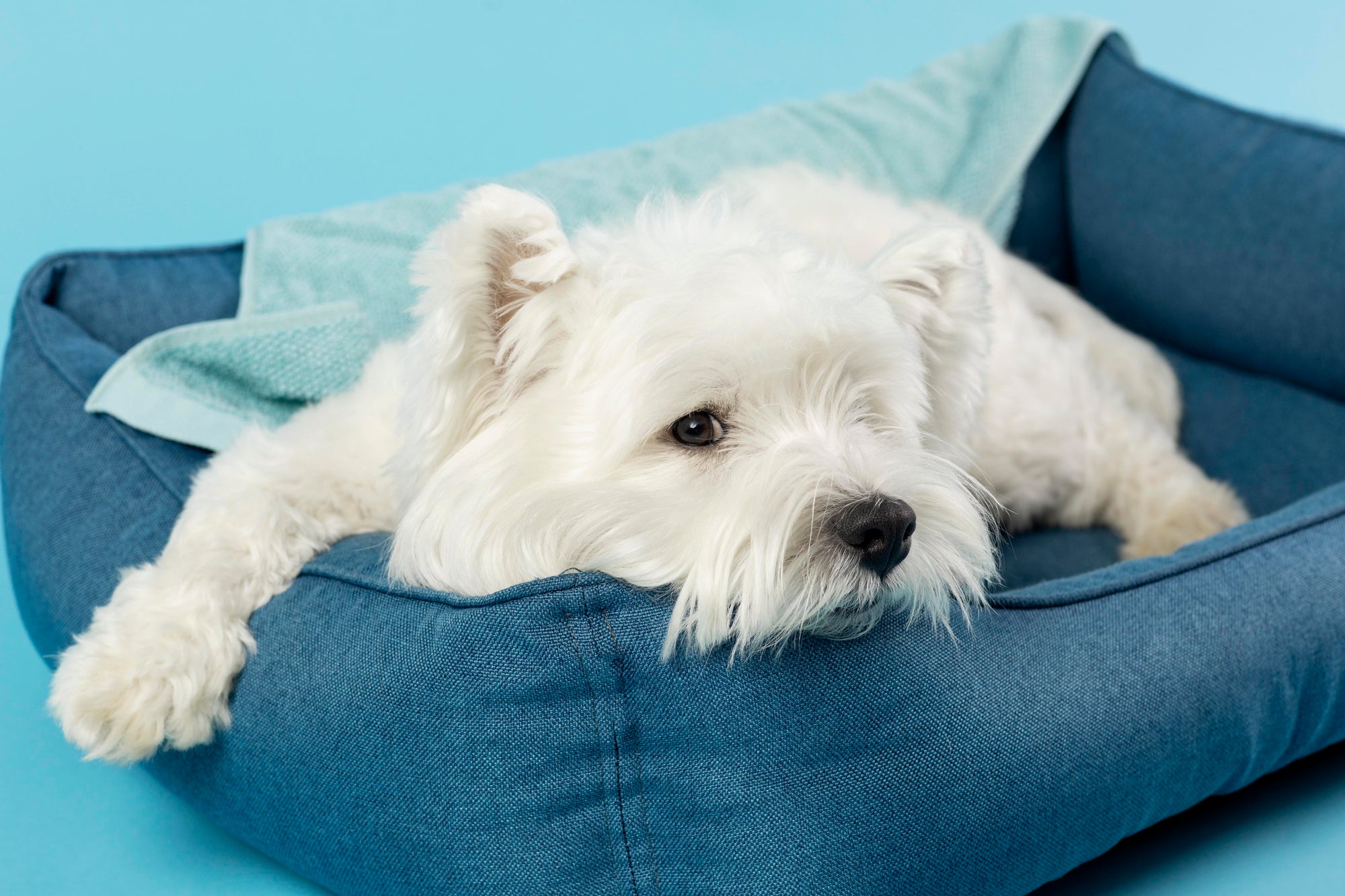 white dog on blue bed
