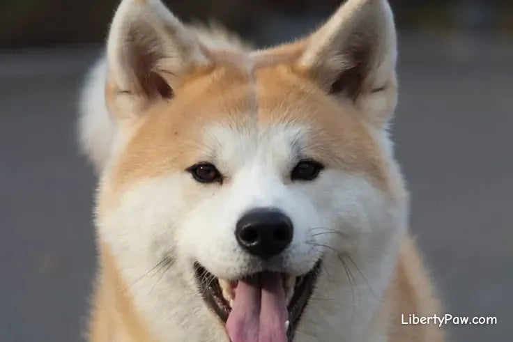 Ultimate Akita Guide: Traits, Care, Training & Health Tips