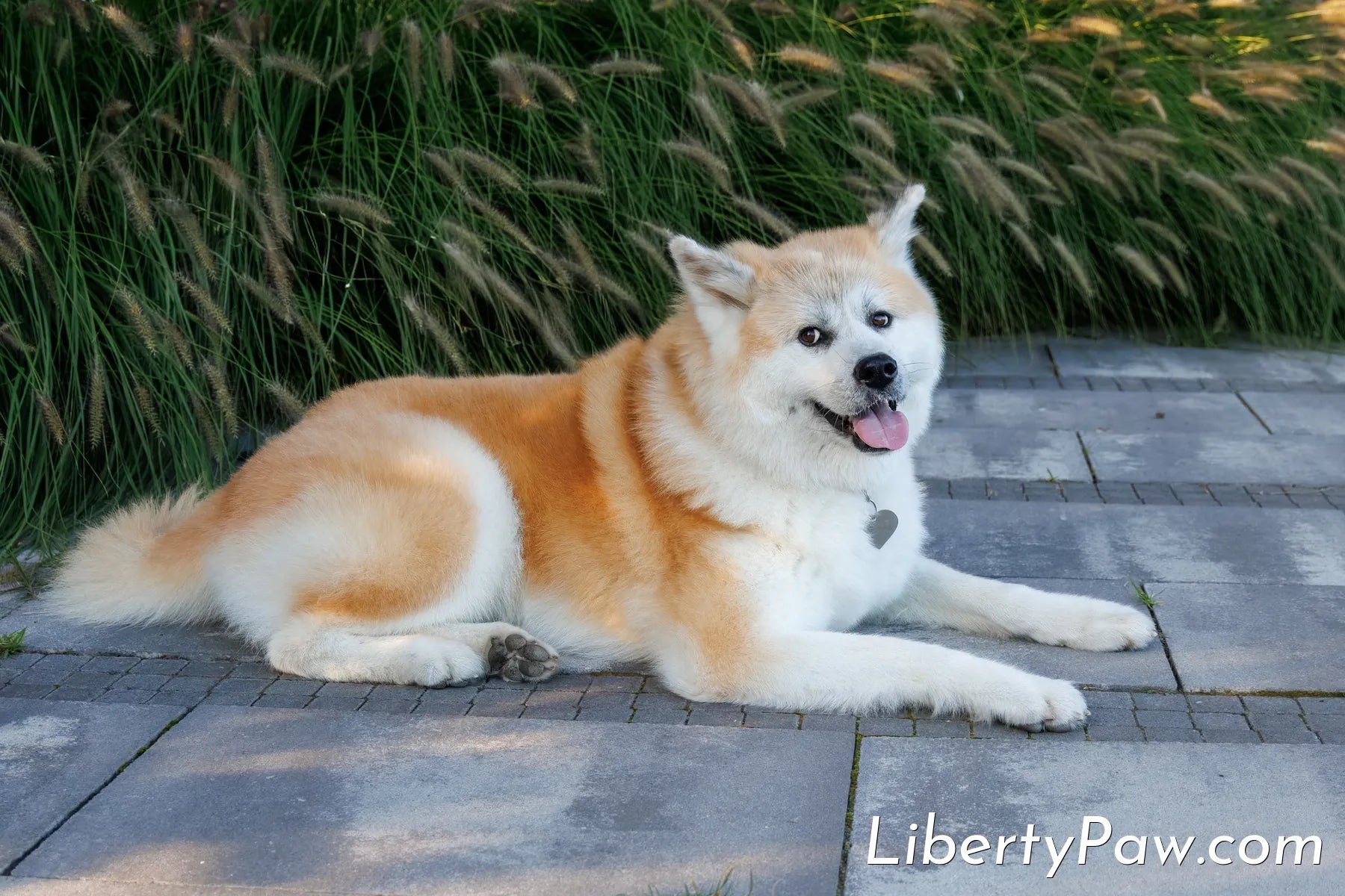 Best Dog Dryer for Akitas: Grooming a Coat That Looks Low-Maintenance Until It Isn't