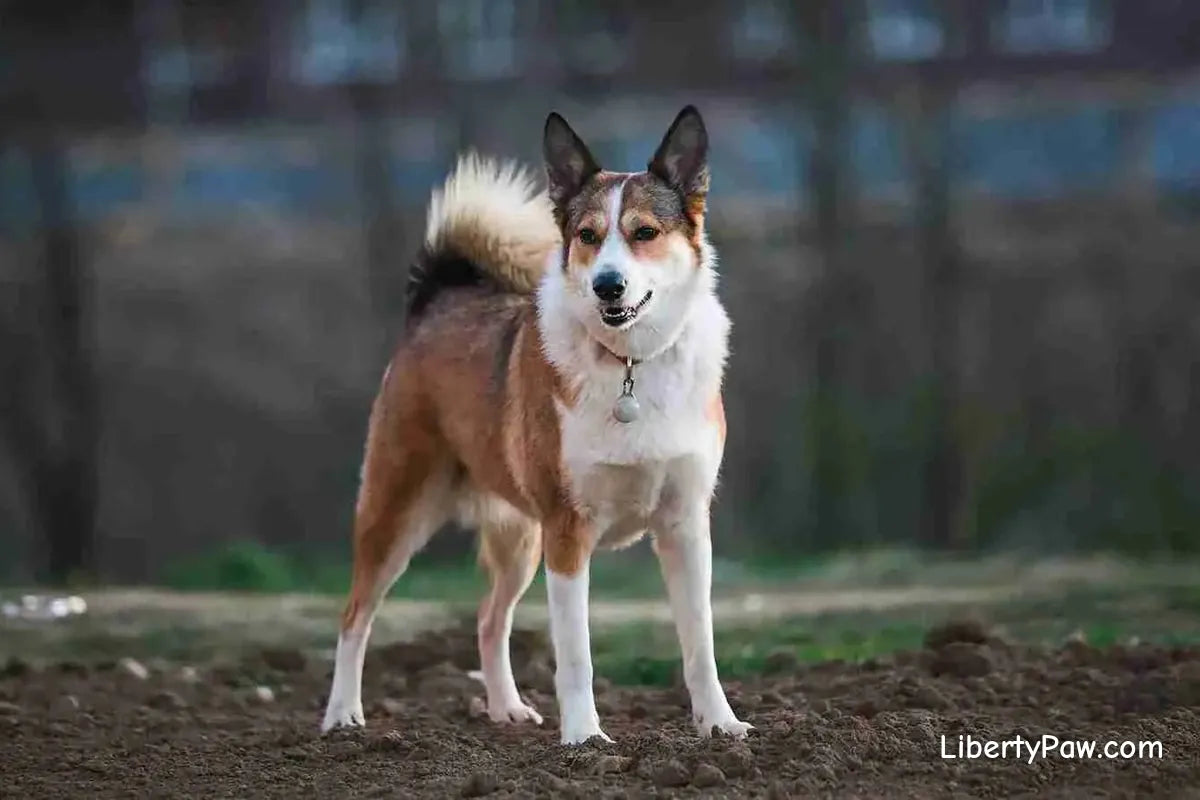 Akita Shepherd
