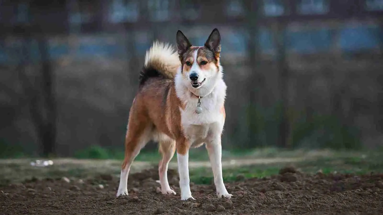 akita-mix german-shepherd-dog​-standing-on-mud