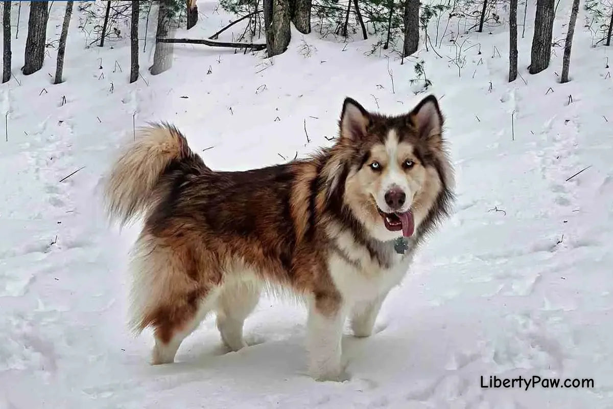 Alusky
