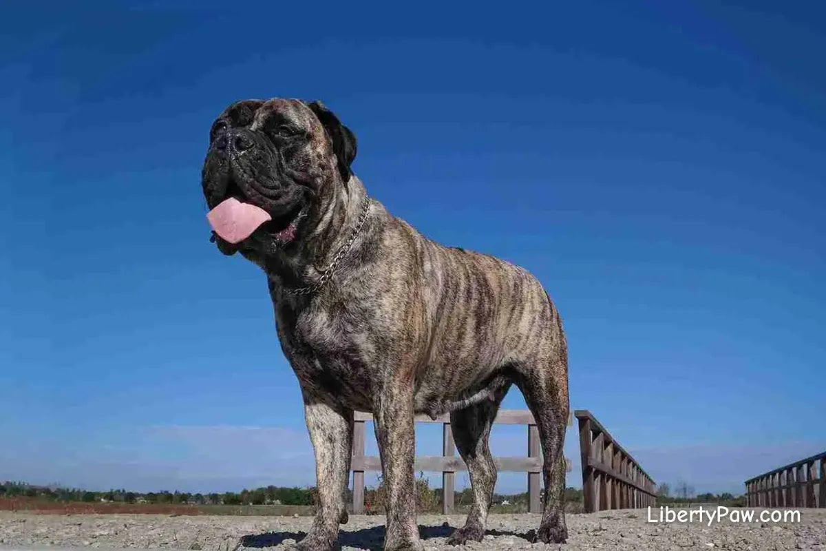 American Bandogge Mastiff