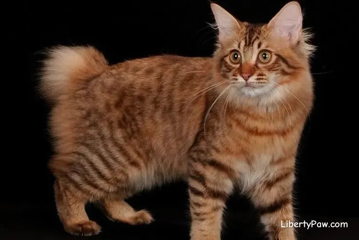 American Bobtail Cat
