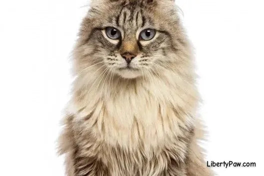American Curl Cat