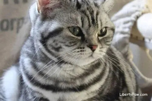 American Shorthair